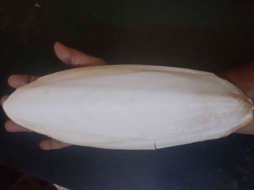 Cuttlefish Bone - Natural Calcium Source for Pets and Crafts